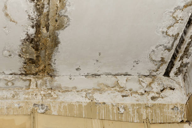 Mold Documentation for Insurance Claims in Abernathy, TX
